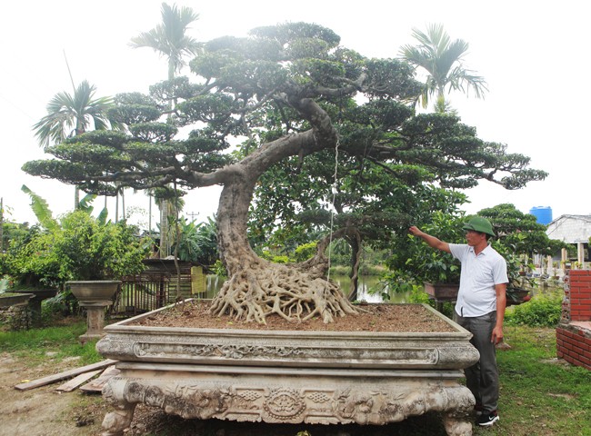 3 cay sanh 'khung' tri gia 10 ty cua anh nong dan-Hinh-3