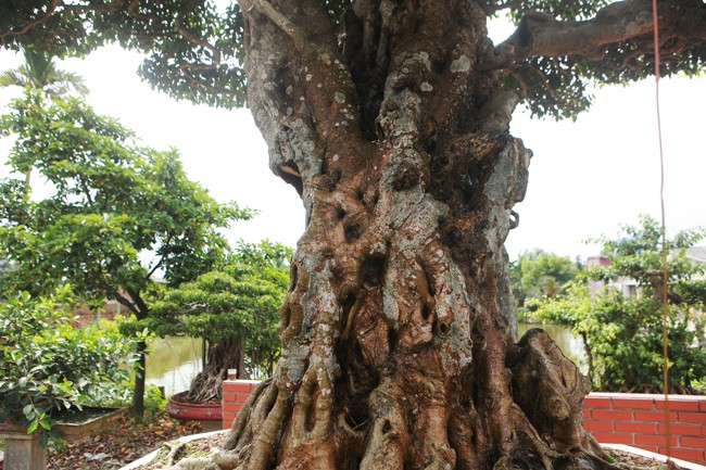 3 cay sanh 'khung' tri gia 10 ty cua anh nong dan-Hinh-6