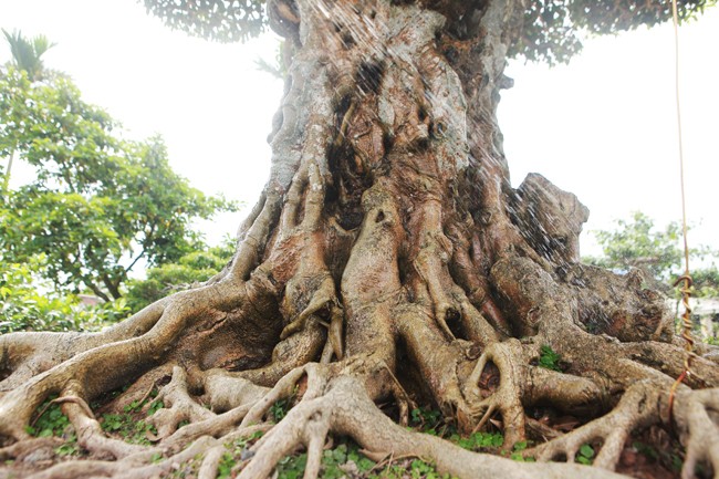 3 cay sanh 'khung' tri gia 10 ty cua anh nong dan-Hinh-8