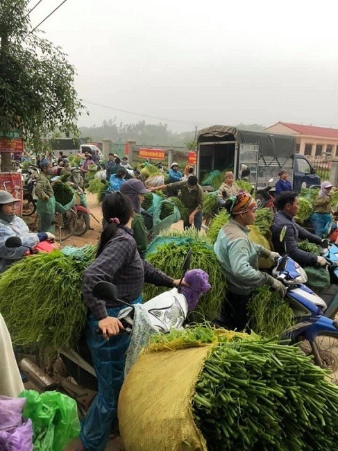 Ngon su su gia qua re ban khong ai mua, nguoi nong dan xot xa-Hinh-5