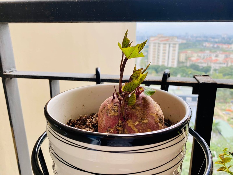 Bien cu khoai lang thanh bonsai, lam dep nha an tuong-Hinh-15