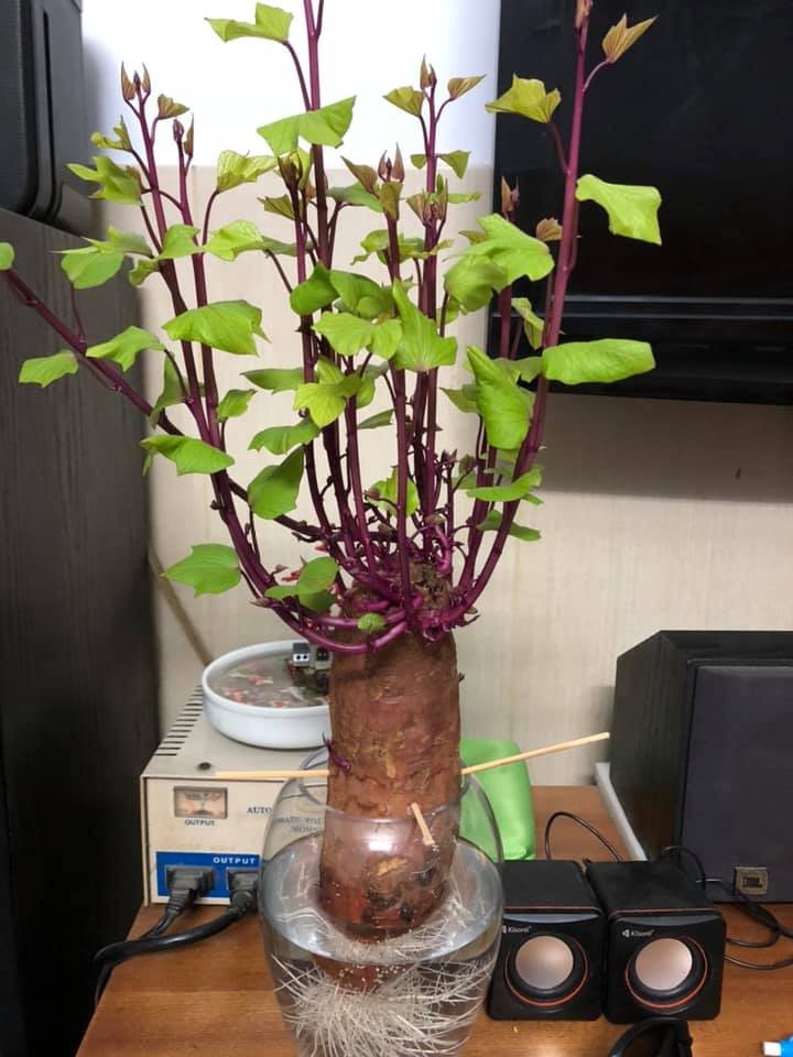 Bien cu khoai lang thanh bonsai, lam dep nha an tuong-Hinh-16