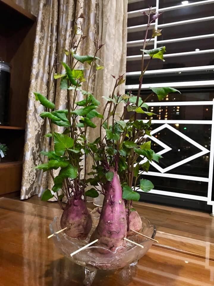 Bien cu khoai lang thanh bonsai, lam dep nha an tuong-Hinh-17