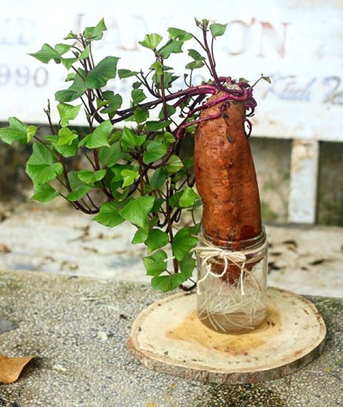 Bien cu khoai lang thanh bonsai, lam dep nha an tuong-Hinh-18