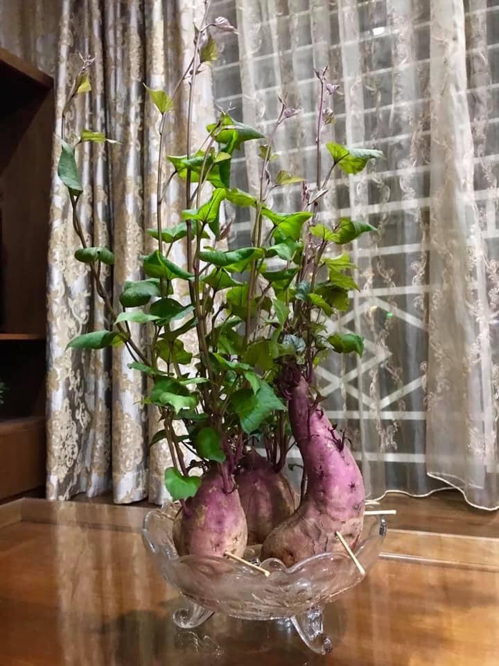 Bien cu khoai lang thanh bonsai, lam dep nha an tuong-Hinh-23