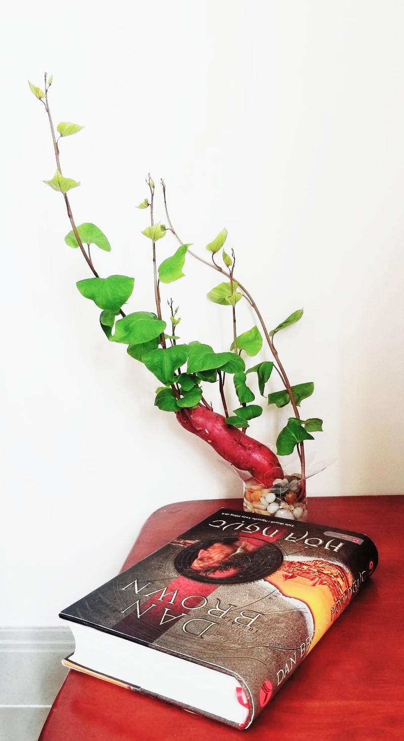 Bien cu khoai lang thanh bonsai, lam dep nha an tuong-Hinh-8