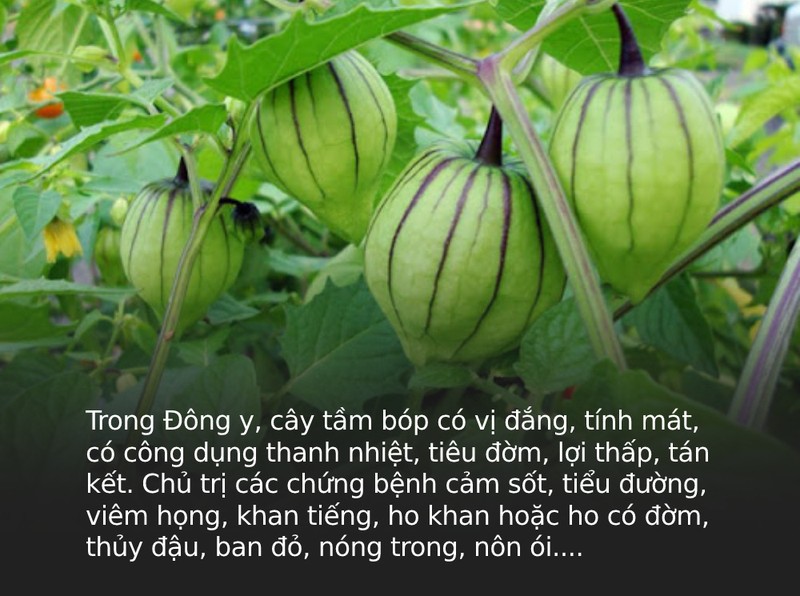 O Viet Nam la co dai, sang Nhat duoc ton nhu 