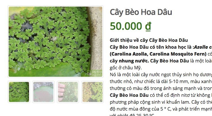 Loai cay o que lon cung khong an, len mang ban 50 ngan/cay-Hinh-3