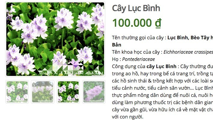 Loai cay o que lon cung khong an, len mang ban 50 ngan/cay