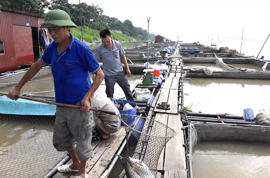 Loai ca quy hiem tren song Da muon an phai cho vai nam-Hinh-2