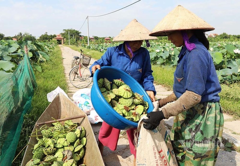 Nong dan hai thang dam minh duoi bun, dut tui tien ty-Hinh-12