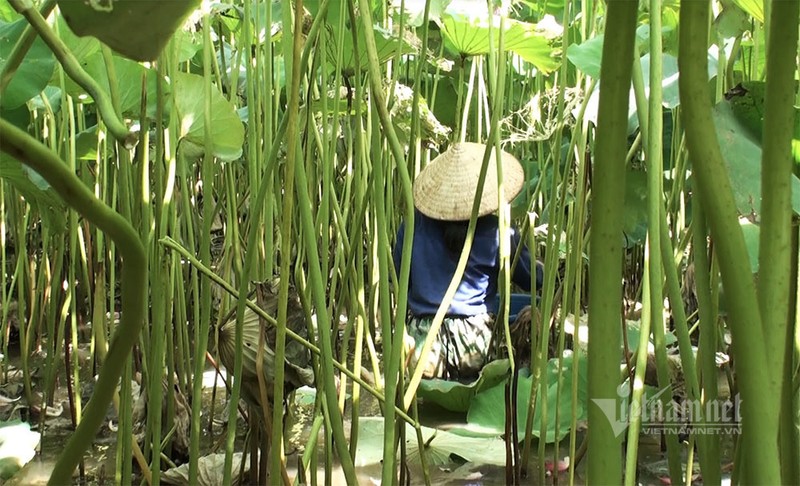 Nong dan hai thang dam minh duoi bun, dut tui tien ty-Hinh-6