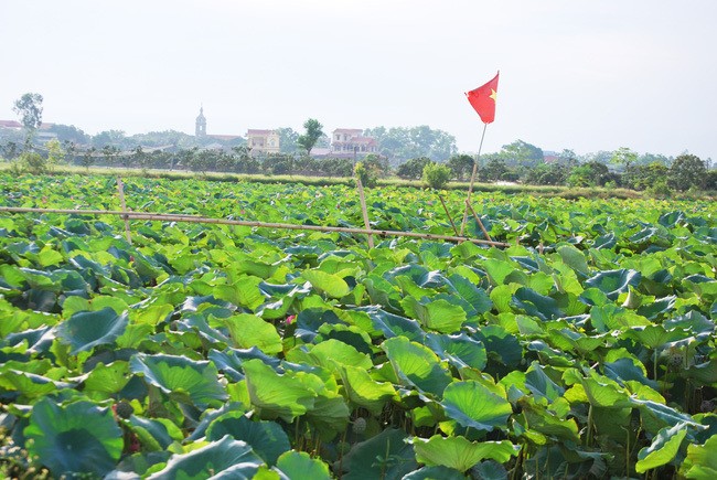 Dan bo lam an xa ve lang kiem tien trieu nho 1 loai hoa-Hinh-9