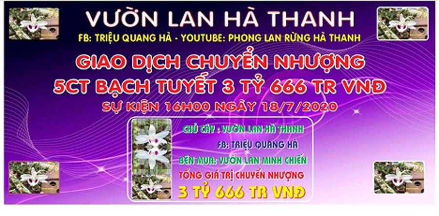 Mot buoi uong tra, qua tay 3 gio lan Bach Tuyet 3,6 ty dong