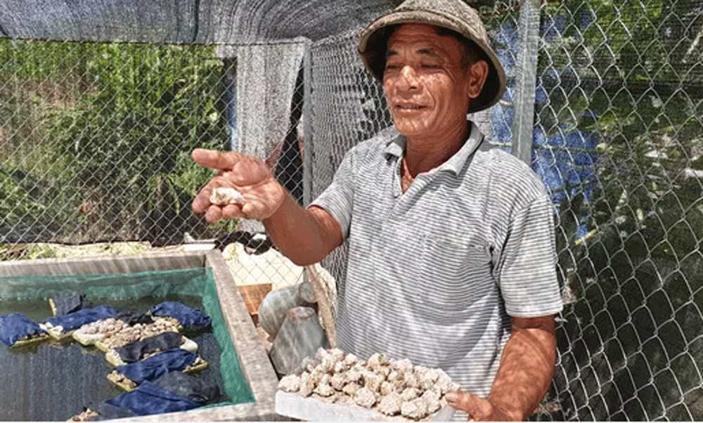 Chang Robinson giua oc dao, cach lam giau 'doc' nhat tinh Thai Binh-Hinh-3