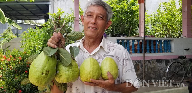 Loai oi la cho trai sieu to, moi trai nang hon 1kg la chuyen thuong-Hinh-3