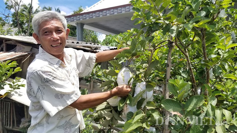 Loai oi la cho trai sieu to, moi trai nang hon 1kg la chuyen thuong-Hinh-4