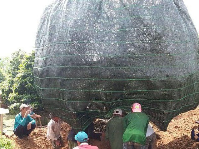 Phoi cay sanh nhu khuc cui kho nhung co gia tien ty-Hinh-3