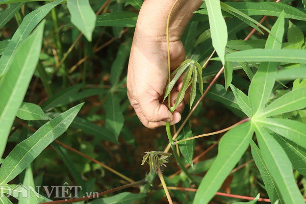 Rau mot thoi an chong doi, nay thu ca trieu dong moi ngay-Hinh-4