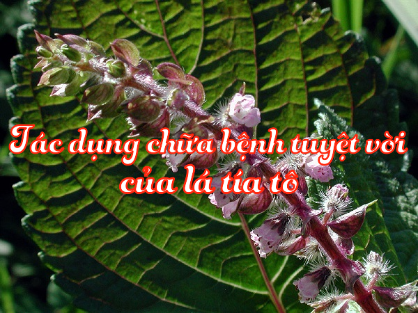 Tia to tuong vo dung nhung lai tri duoc hang chuc benh nguy hiem