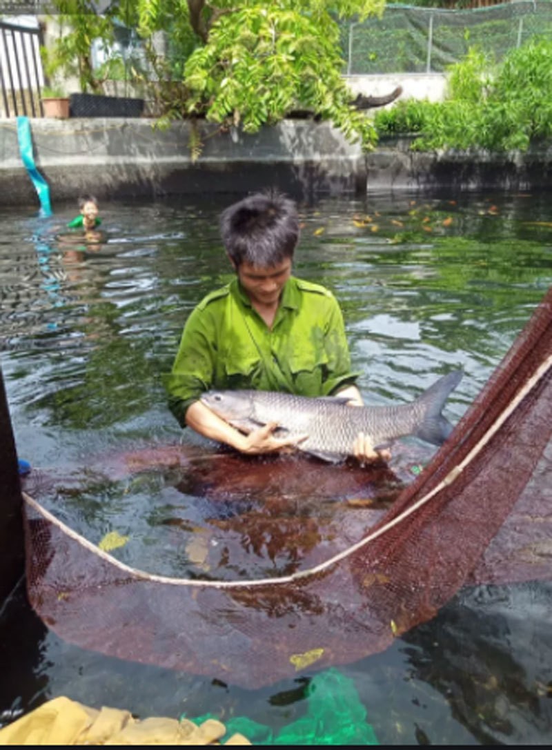 Bi quyet nuoi nhung con ca khong lo cua nong dan 9X