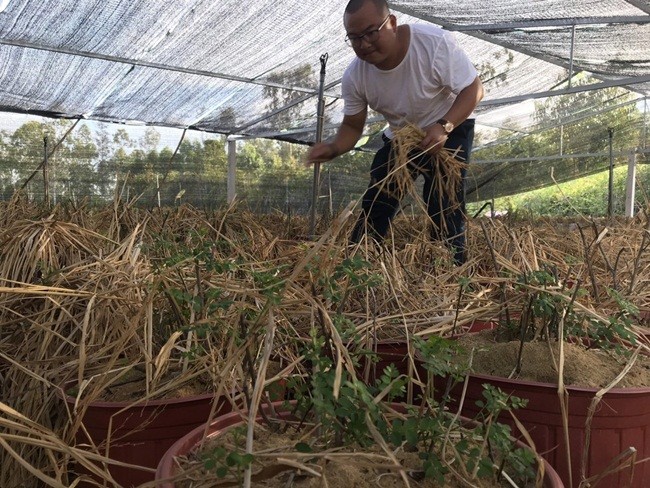 Thu moc hoang bo bui bong 'len doi', co nguoi kiem tien ty-Hinh-4