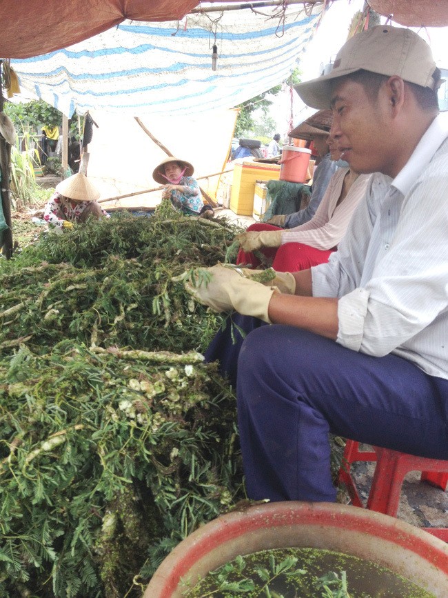 Cay rau dai toan than deo phao trang, ngay nao cung bo tui 1 trieu-Hinh-3