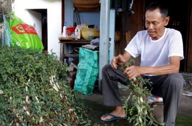 Cay rau dai toan than deo phao trang, ngay nao cung bo tui 1 trieu