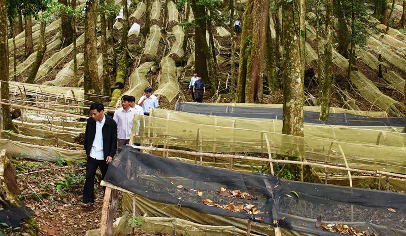 Hoang mang vi sam tien ty 'quoc bao' ban tran lan tren mang