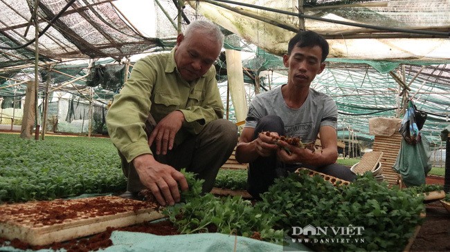 Lao nong choi troi, bo 75 cay vang mua dat chi de trong hoa-Hinh-4