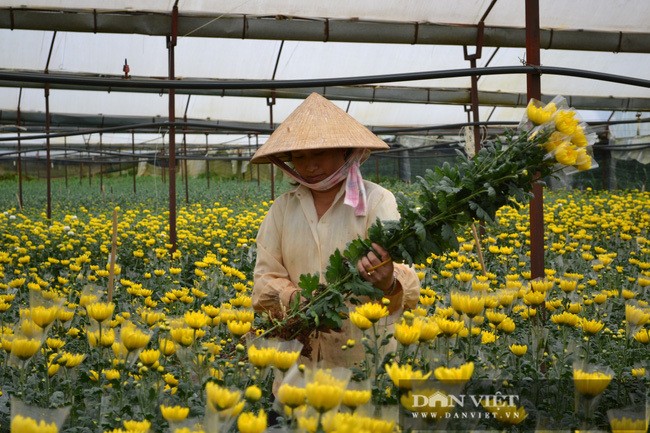 Lao nong choi troi, bo 75 cay vang mua dat chi de trong hoa-Hinh-7