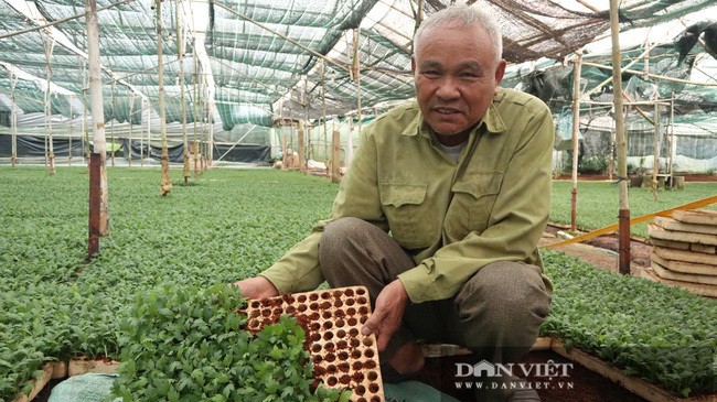 Lao nong choi troi, bo 75 cay vang mua dat chi de trong hoa-Hinh-8