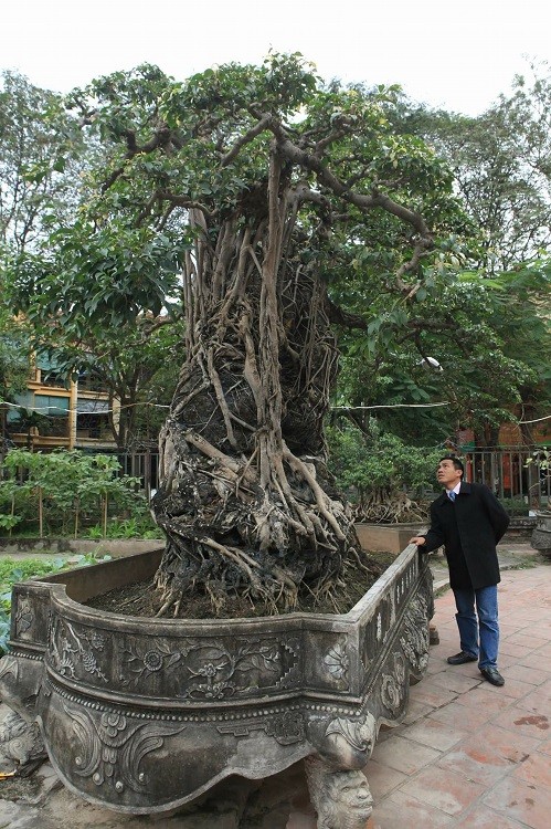 Dan sieu cay trieu do, doi dat, doi nha cung khong the so huu-Hinh-2