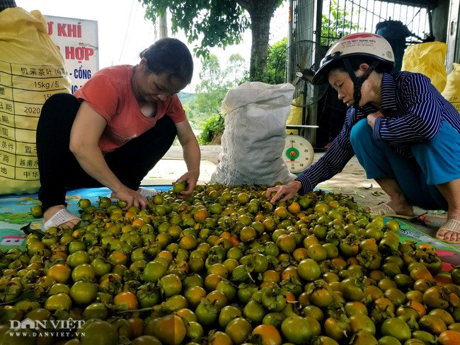 Vung dat co loai qua ten nghe nhu chim vi ngon 'tuyet pham'-Hinh-10