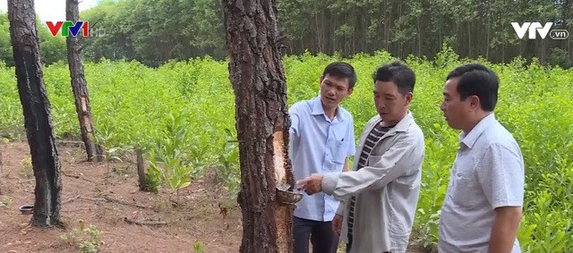 Bao ngu dong lanh Trung Quoc ban cho dan Viet duoi mac do Han-Hinh-4