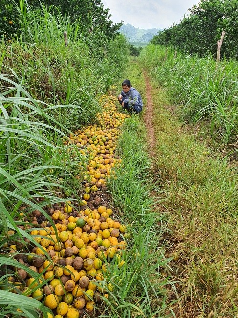 Cam rung trang vuon, nong dan that ruot ban voi gia 5.000 dong/kg-Hinh-2