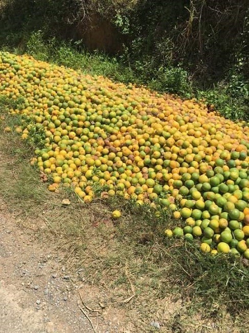 Loai cua nha giau gia re bat ngo, tieu thuong tiet lo su that-Hinh-3