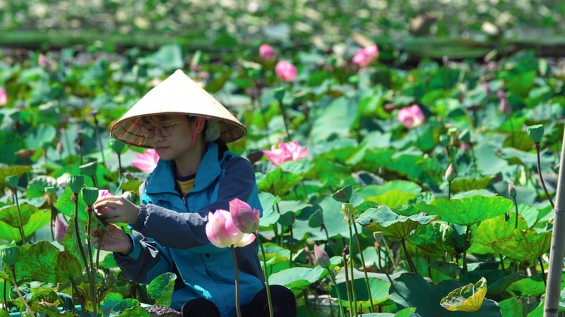 Cac mon che tu sen o Ninh Binh-Hinh-4