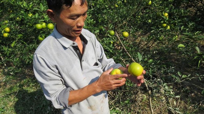 Cam tien Vua o Nghe An rung day vuon sau mua lu-Hinh-7