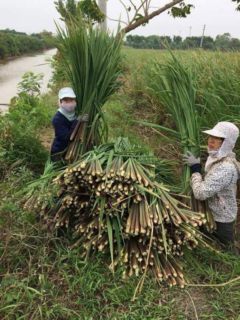 Oi 'Le Roi' 1,5 kg ve cho hut khach Ha thanh-Hinh-5