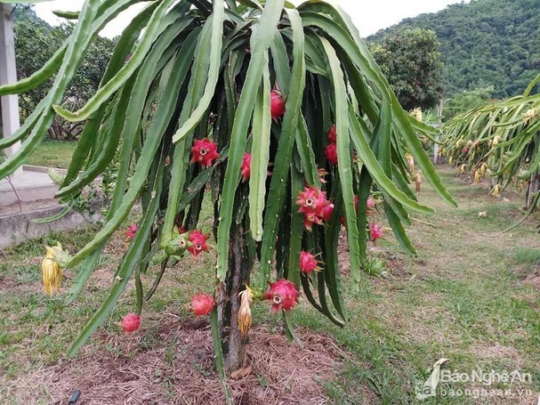 Vua thanh long lon nhat Nghe An-Hinh-4