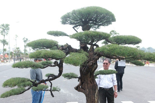 Tiêu dùng & Dư luận - Ngắm “vua phi lao” bonsai miền Bắc giá 1,5 tỷ chủ nhân chưa quyết bán (Hình 3).