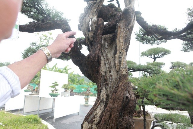 Tiêu dùng & Dư luận - Ngắm “vua phi lao” bonsai miền Bắc giá 1,5 tỷ chủ nhân chưa quyết bán (Hình 4).