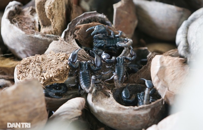 Nuoi nhung con con trung mang lai nguon thu khung khong ngo-Hinh-7