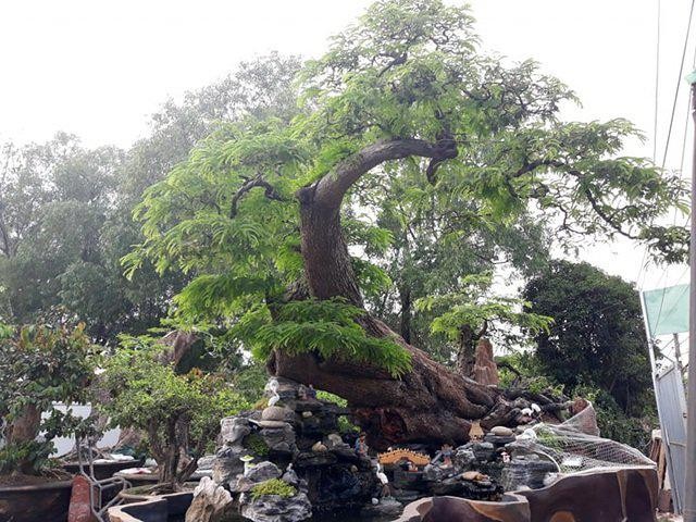 Doc dao cay me bonsai the khung thu hut khach quan-Hinh-5