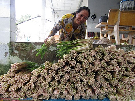 Trong rau dong hoang cu neo, hai duoc bo nao lai khuan het sach