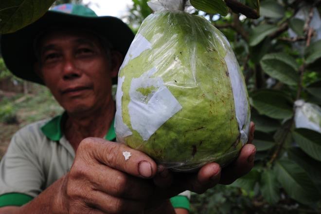 Vuon oi qua nang toi 1,5kg cua lao nong mien Tay-Hinh-2