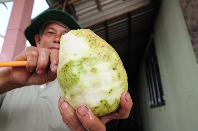 Vuon oi qua nang toi 1,5kg cua lao nong mien Tay-Hinh-3