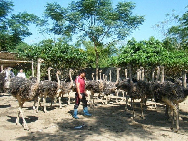 Nong dan Ha Giang nuoi da dieu lai lon, thu nhap gay kinh ngac