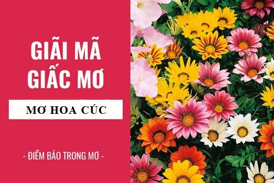 Ngu mo thay hoa cuc la diem bao gi?